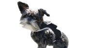 Rechargeable Mini GPS Realtime Pet Tracking Collars for Hunting Dogs Size:M