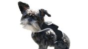 Movement Sensor Dog Collar Tracking Device Waterproof GPS Pet Locator Size:M