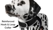 Mini Waterproof GPS Tracking Collars for Hunting Dogs w/ Tracking App Size:XL