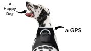 Pet Tracker Best Dog Tracking Device GPS GSM Waterproof Pocket Pet Locator Size:M