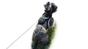 Waterproof Tracking Collars for Hunting Dogs Realtime GPS Pet Tracker Size:XL