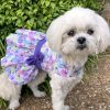 Purple Butterfly Dog Dress with Matching Leash