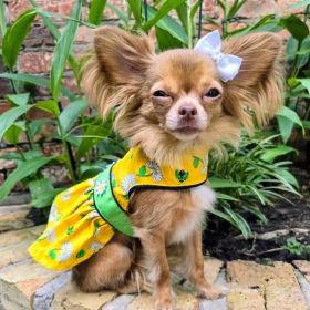 Ladybugs and Daisies Dog Dress with Matching Leash (size: small)